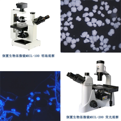 倒置生物顯微鏡，使顯微觀(guān)察效率更高，更自由舒適