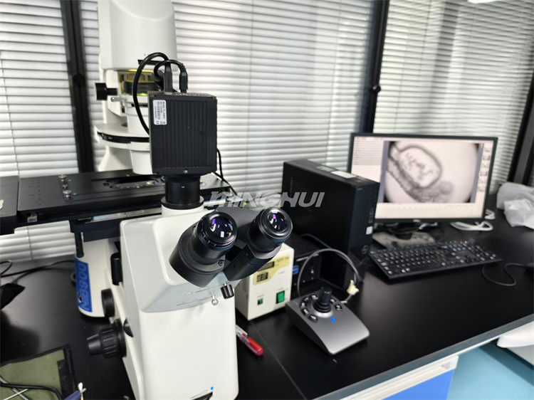 NIB910倒置顯微鏡助力廣東某生物醫(yī)療公司斑馬魚(yú)心臟研究
