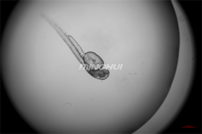 NIB910倒置顯微鏡應(yīng)用于斑馬魚(yú)心臟研究-4倍半復(fù)消色差物鏡觀察的效果-廣州市明慧科技有限公司