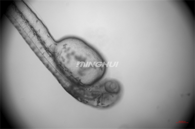 NIB910倒置顯微鏡應(yīng)用于斑馬魚(yú)心臟研究-10倍半復(fù)消色差物鏡觀察的效果-廣州市明慧科技有限公司