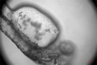 NIB910倒置顯微鏡應(yīng)用于斑馬魚(yú)心臟研究-20倍半復(fù)消色差物鏡觀察的效果-廣州市明慧科技有限公司